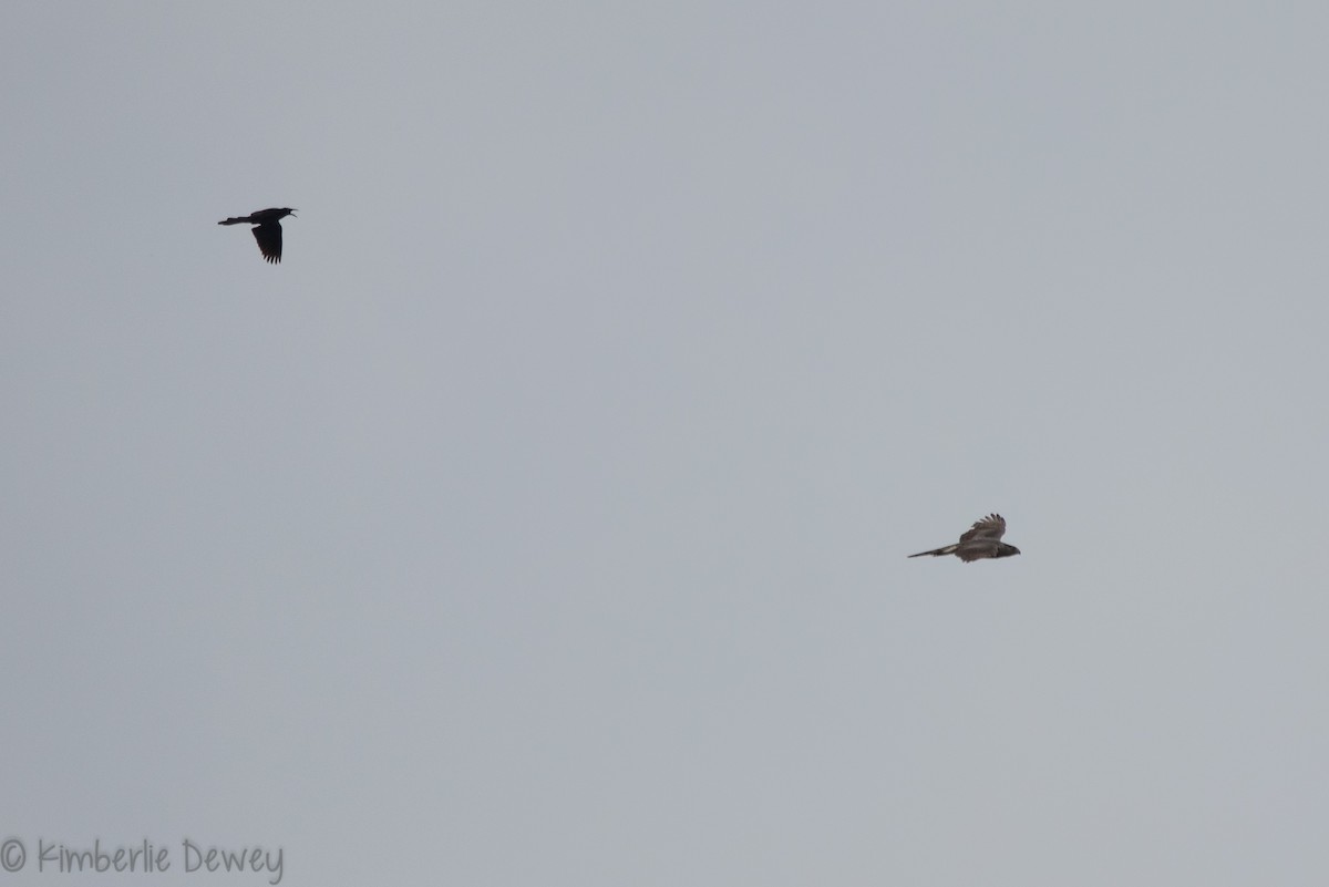 Cooper's Hawk - ML159164461