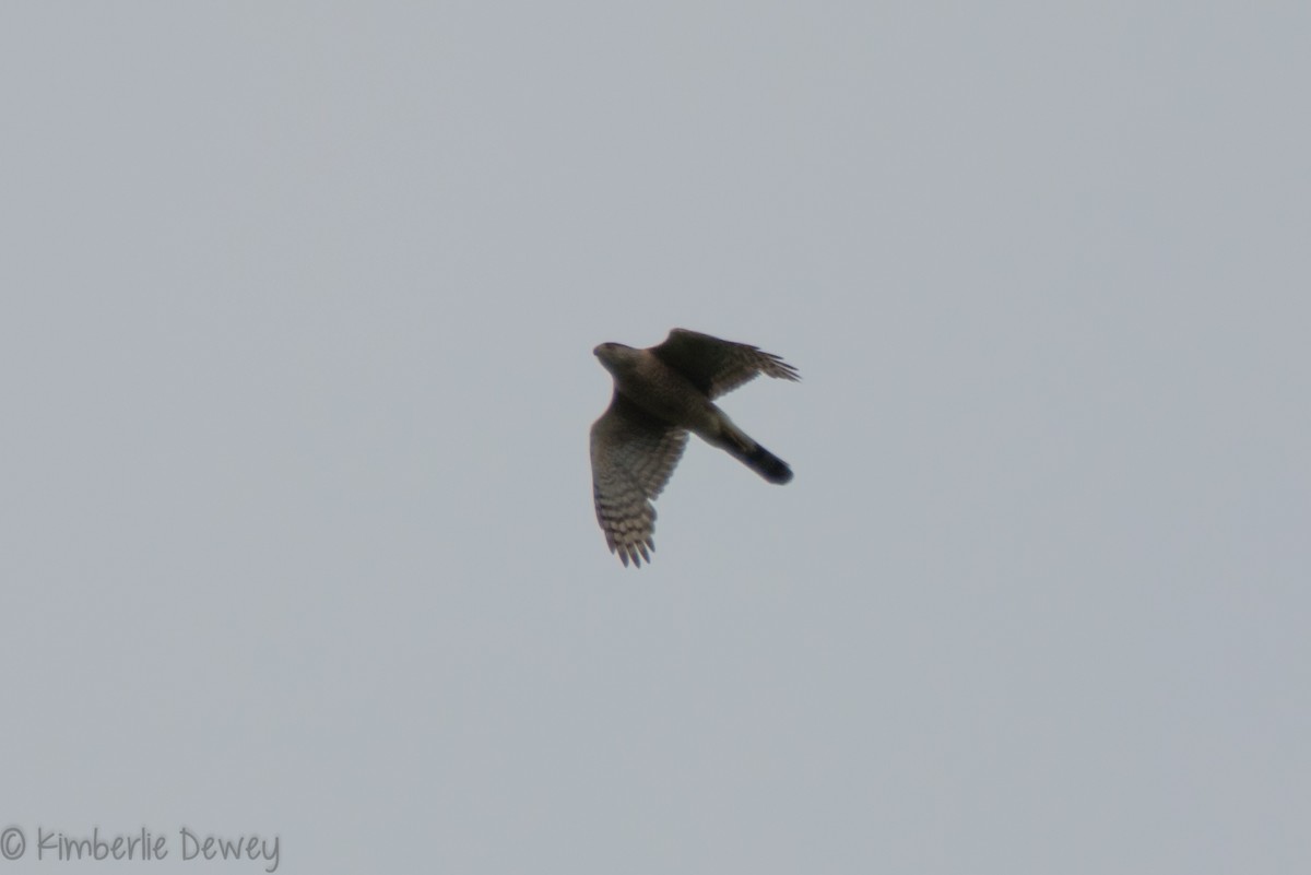 Cooper's Hawk - ML159164481