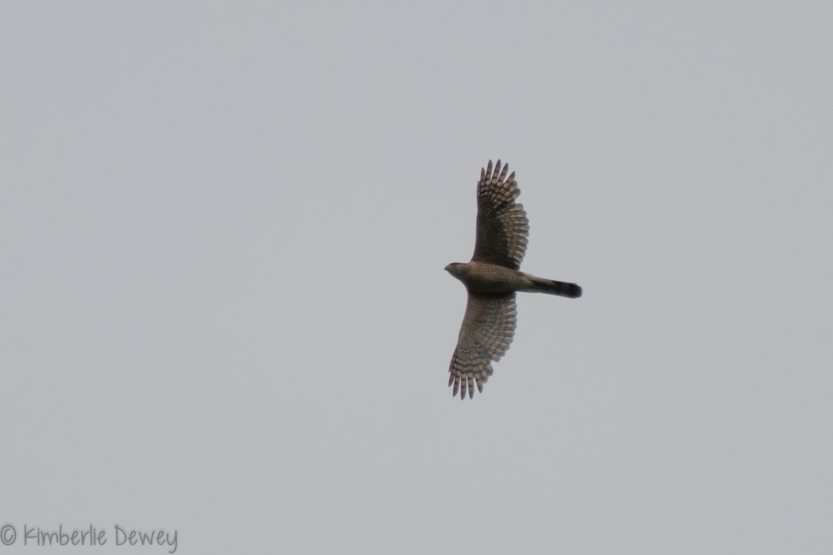 Cooper's Hawk - ML159164541