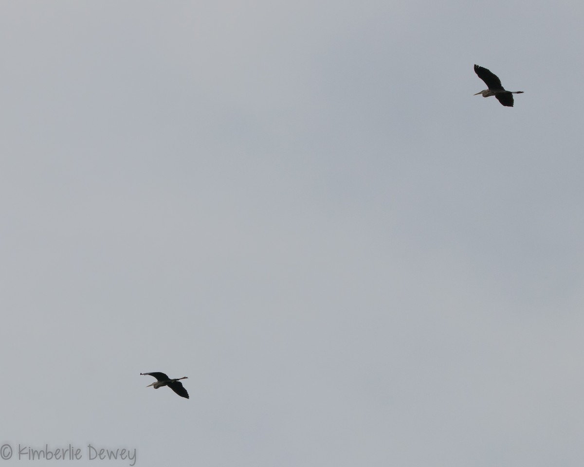 Great Blue Heron - ML159164571