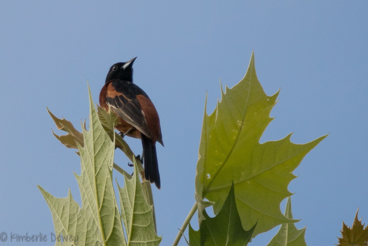 Oriole des vergers - ML159164711