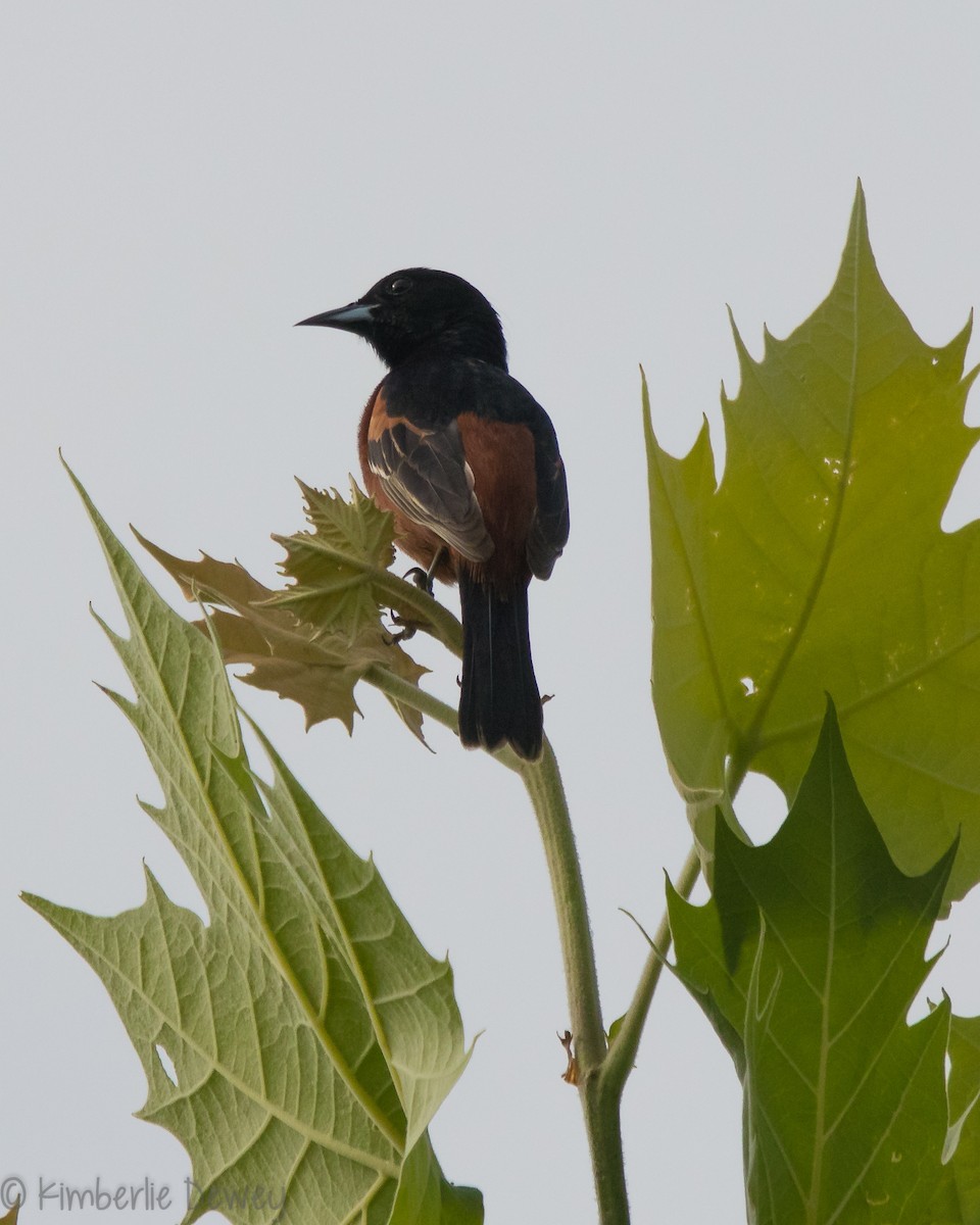 Oriole des vergers - ML159164731