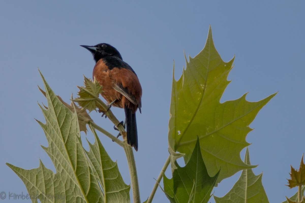 Orchard Oriole - ML159164761