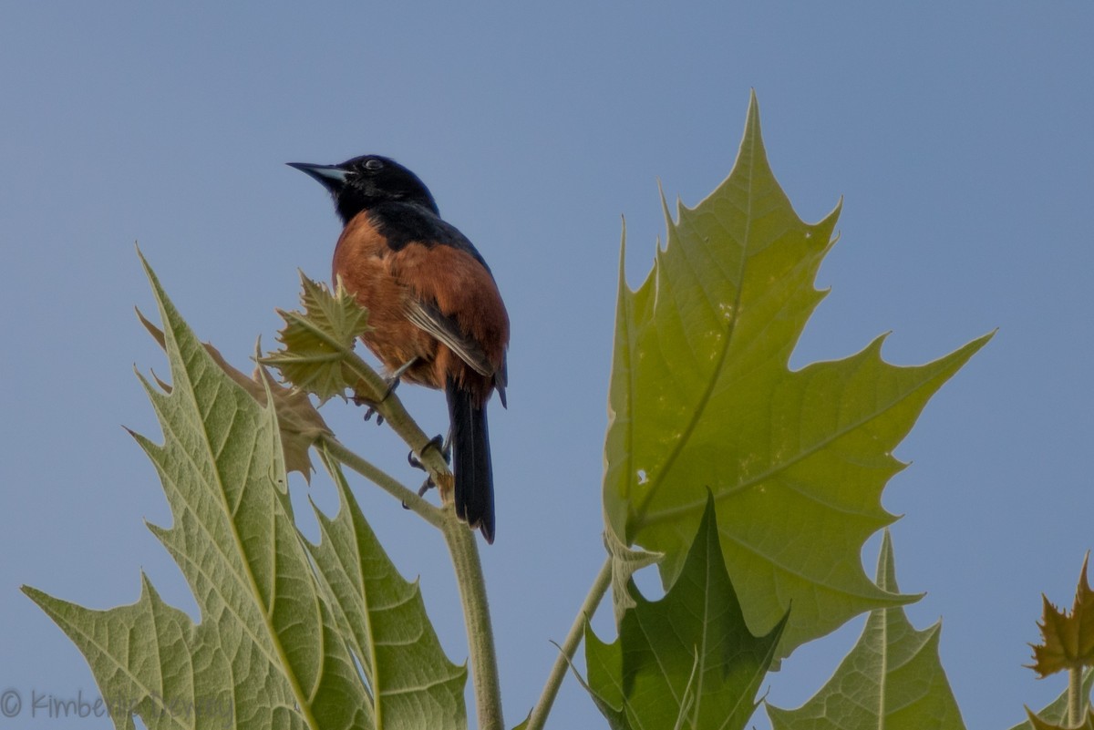 Oriole des vergers - ML159164761