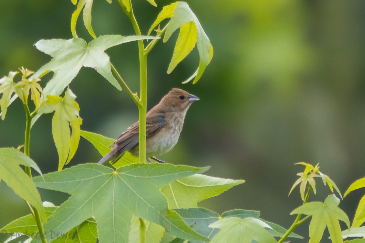 Blue Grosbeak - ML159164861