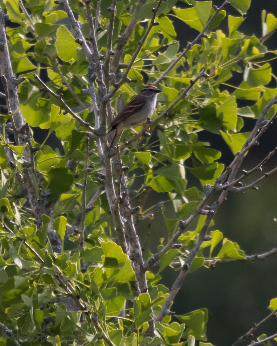 Chipping Sparrow - ML159164911