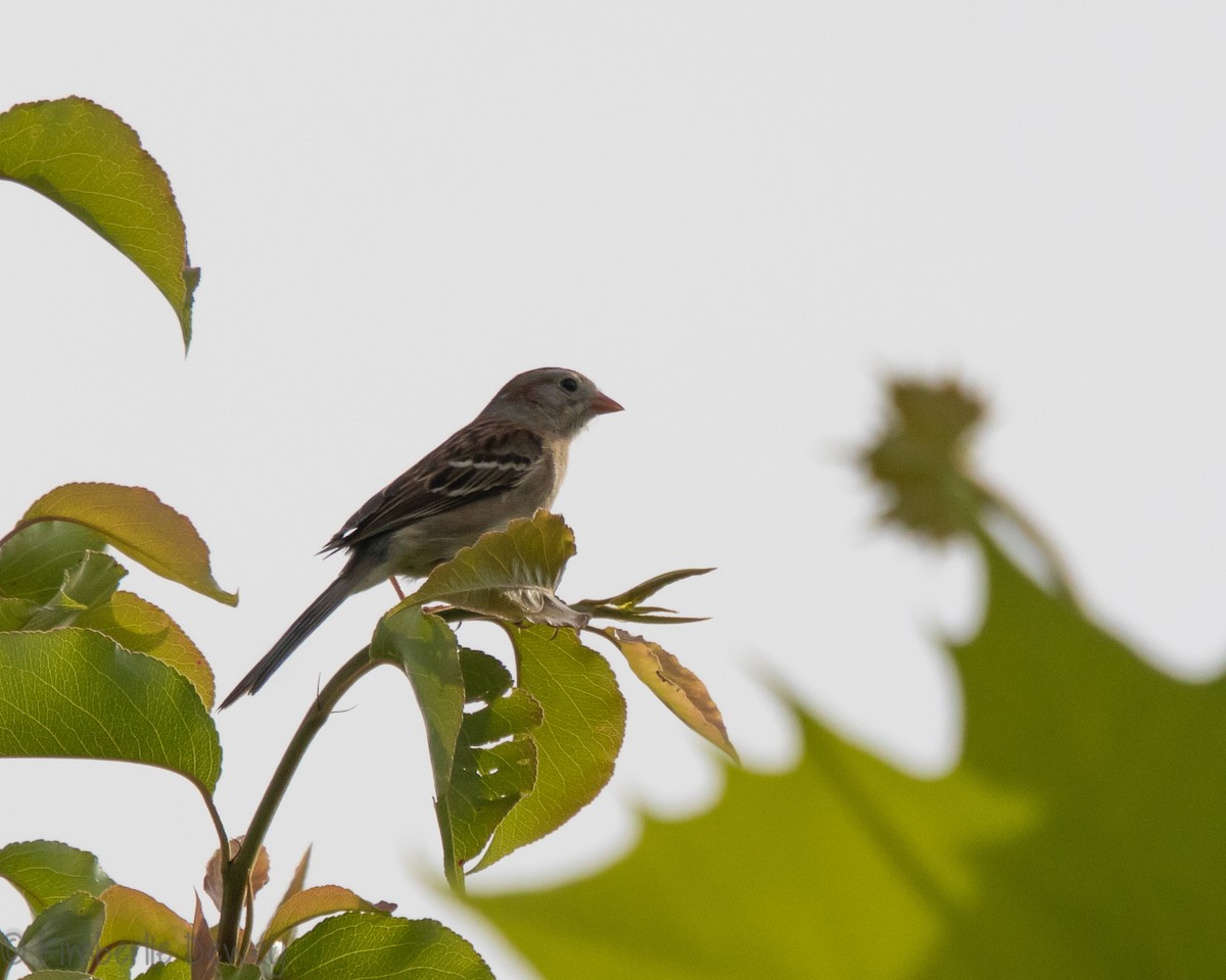 Field Sparrow - ML159165091