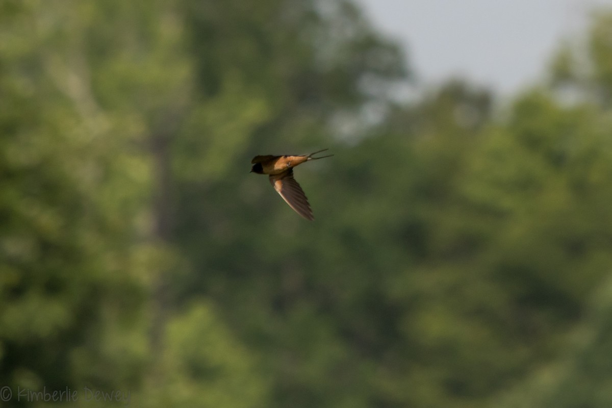 Barn Swallow - ML159165111