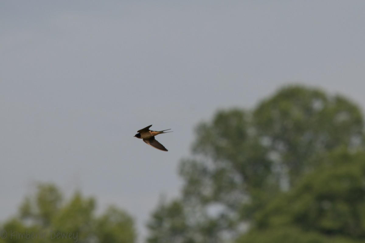 Barn Swallow - ML159165121