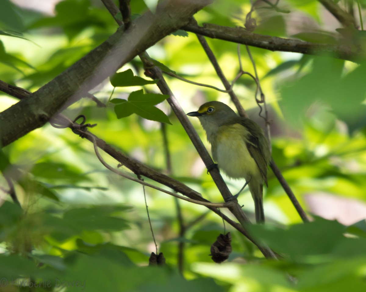 White-eyed Vireo - ML159165231