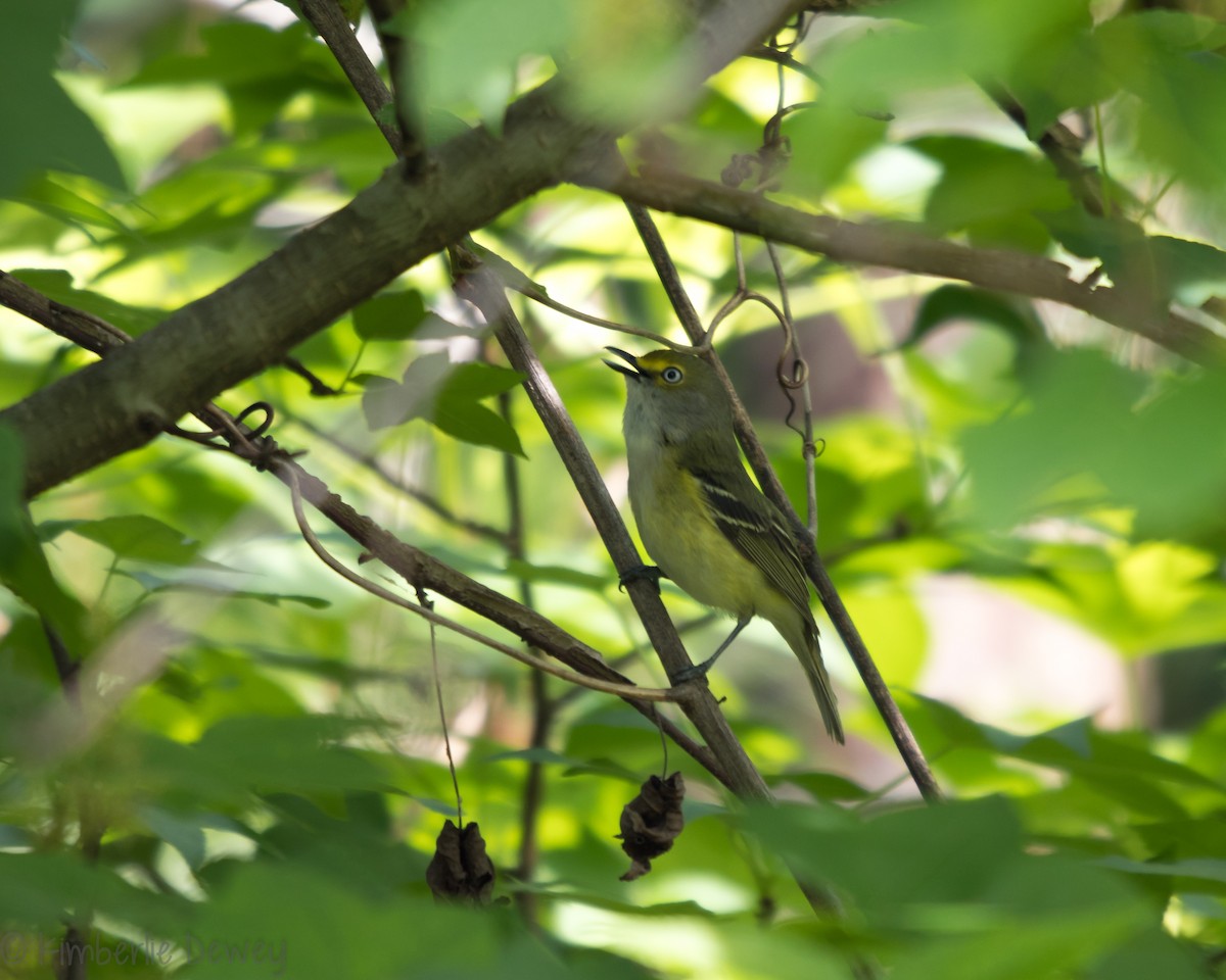 White-eyed Vireo - ML159165241