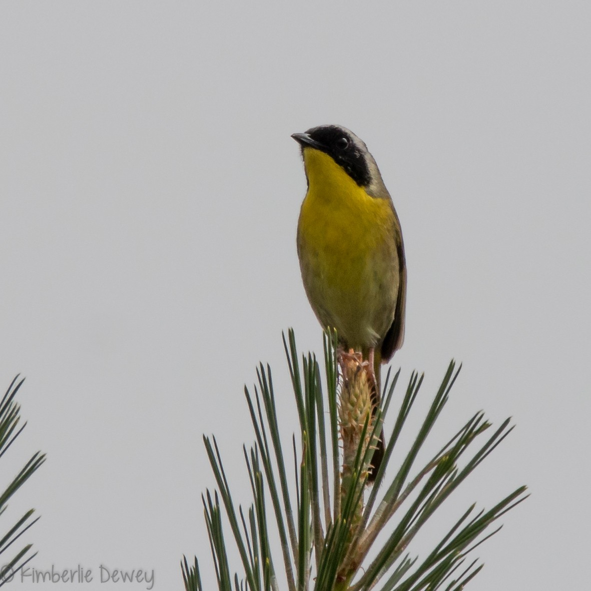 Common Yellowthroat - ML159165441