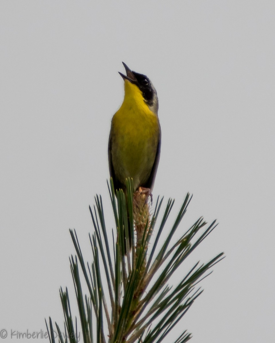 Common Yellowthroat - ML159165451
