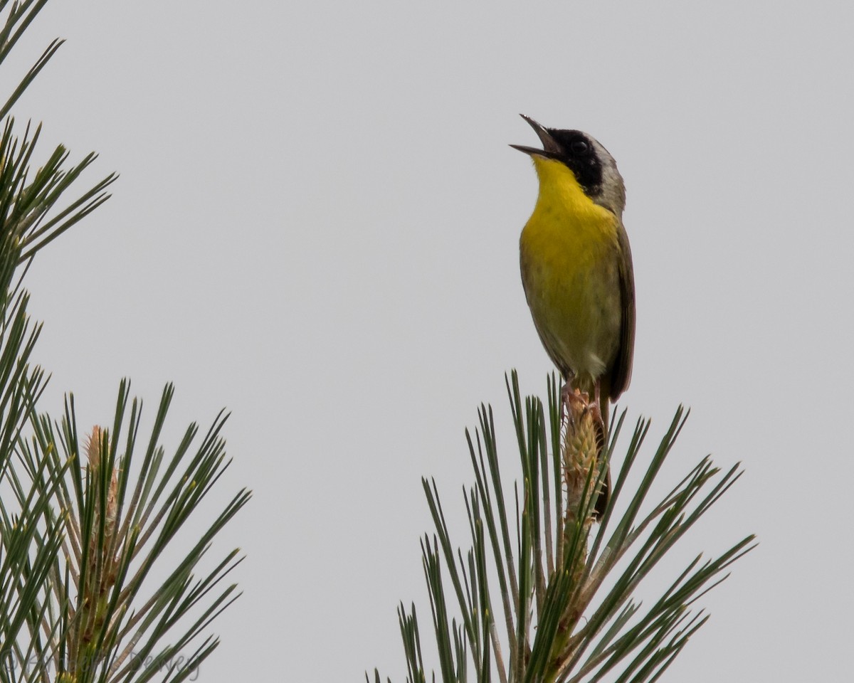 Common Yellowthroat - ML159165461