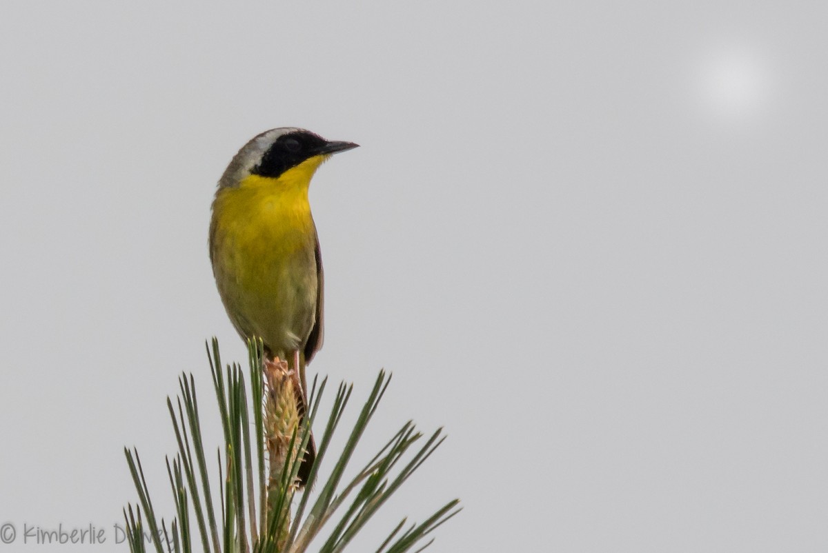 Common Yellowthroat - ML159165501
