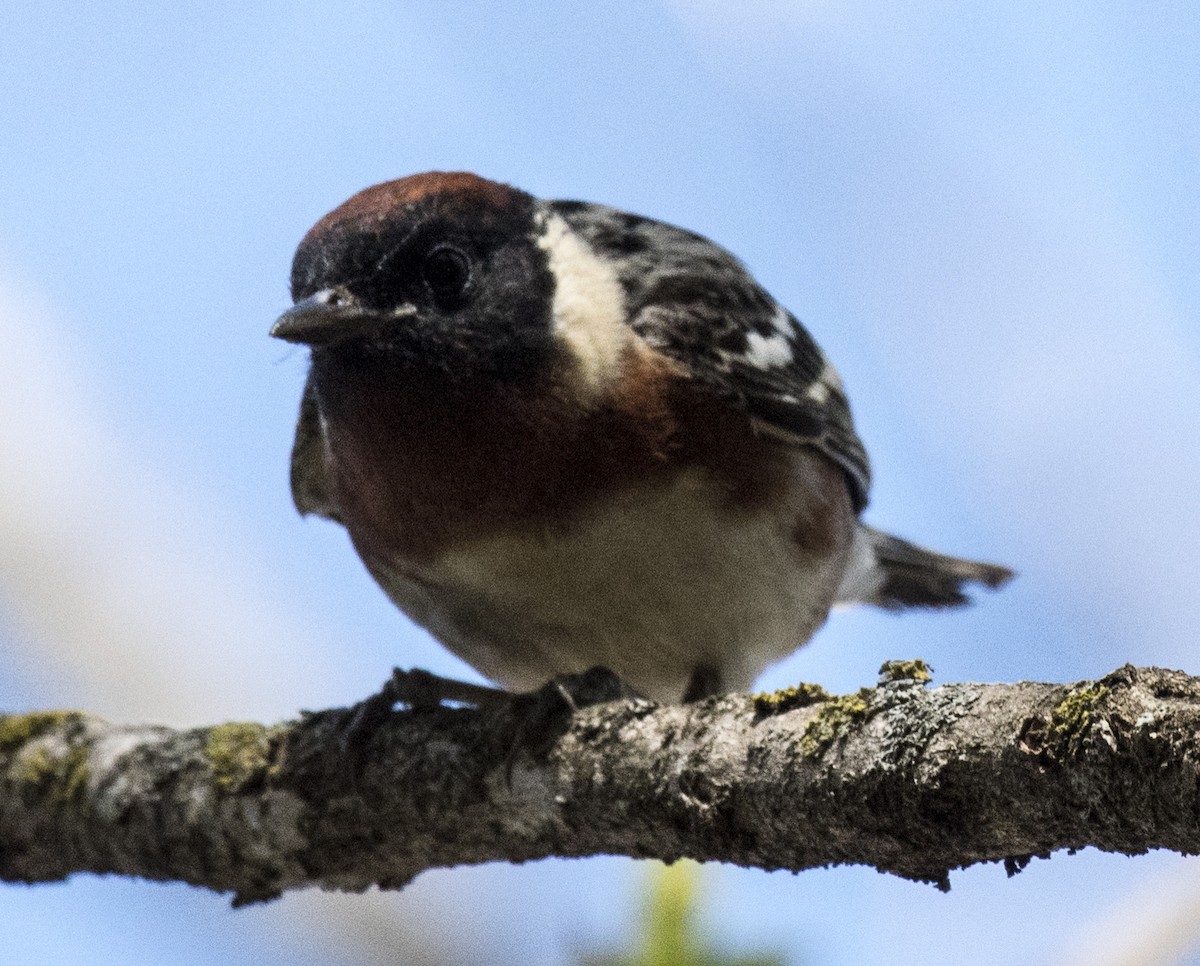 Bay-breasted Warbler - OA Danielson