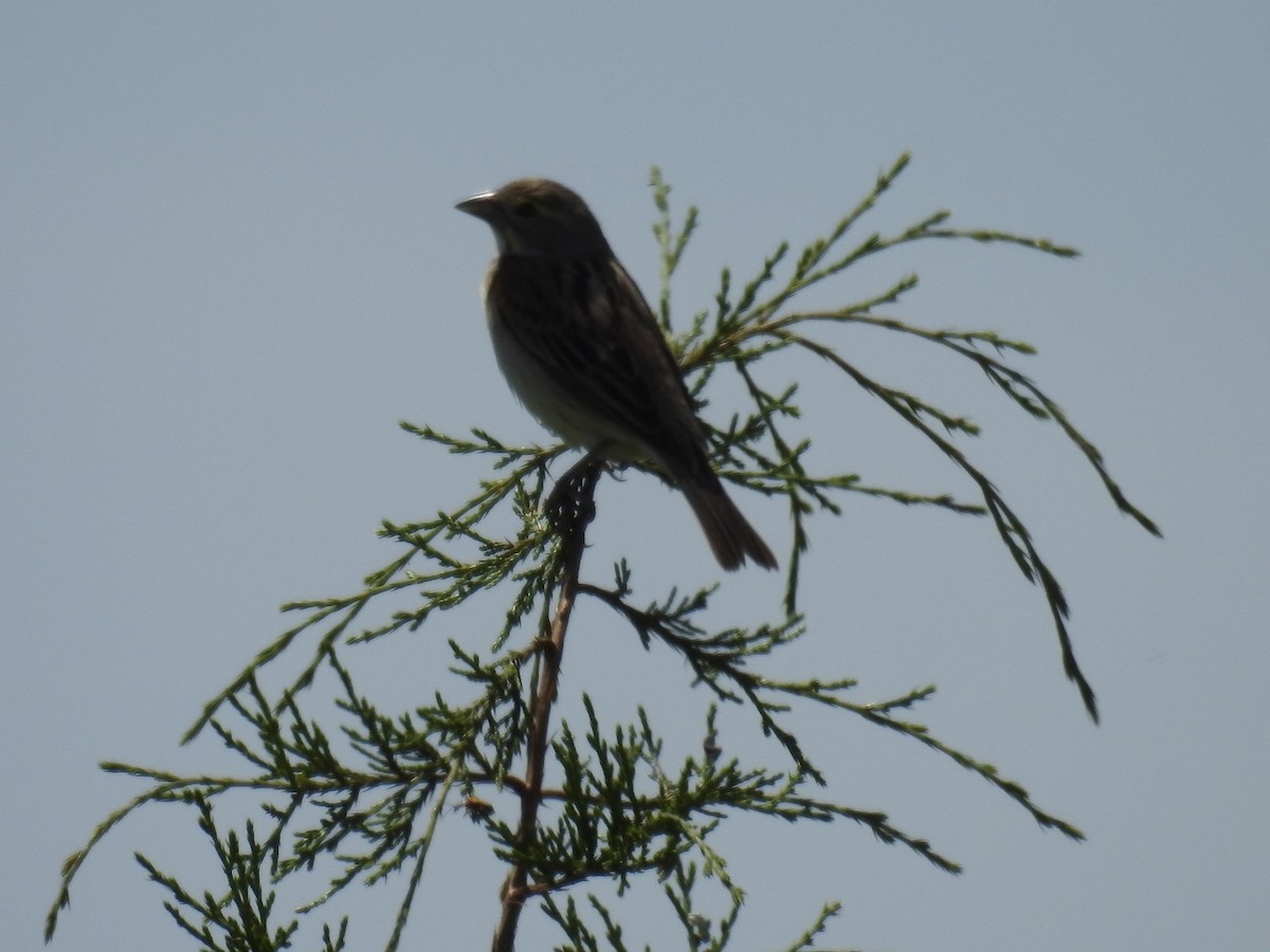 Dickcissel d'Amérique - ML159170771