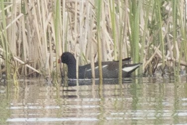 Common Gallinule - ML159171671