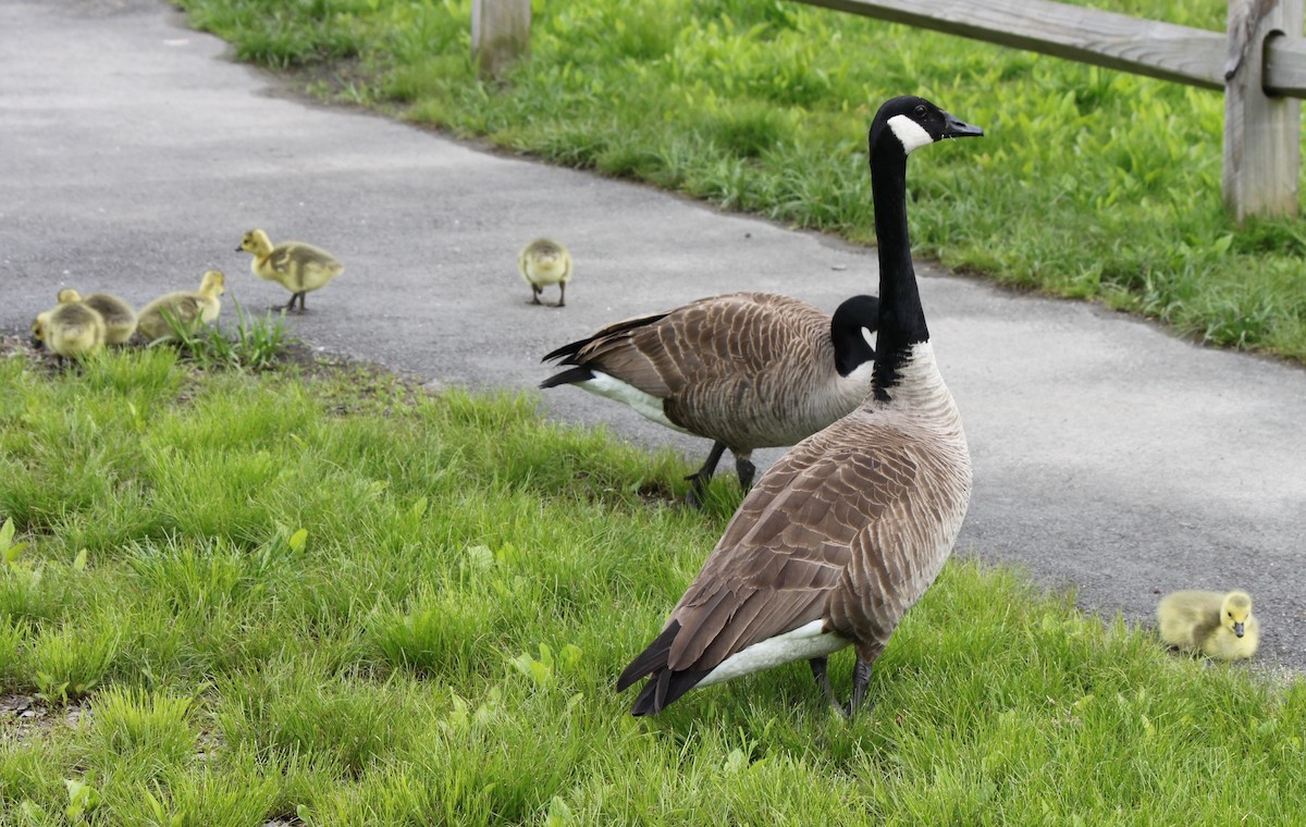 Canada Goose - ML159172041