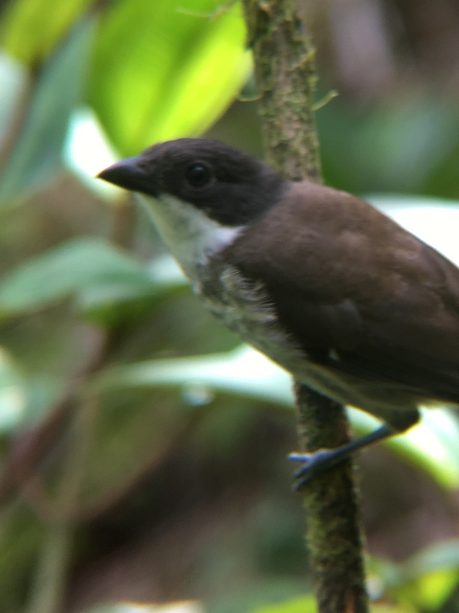 Puerto Rican Tanager - ML159172691