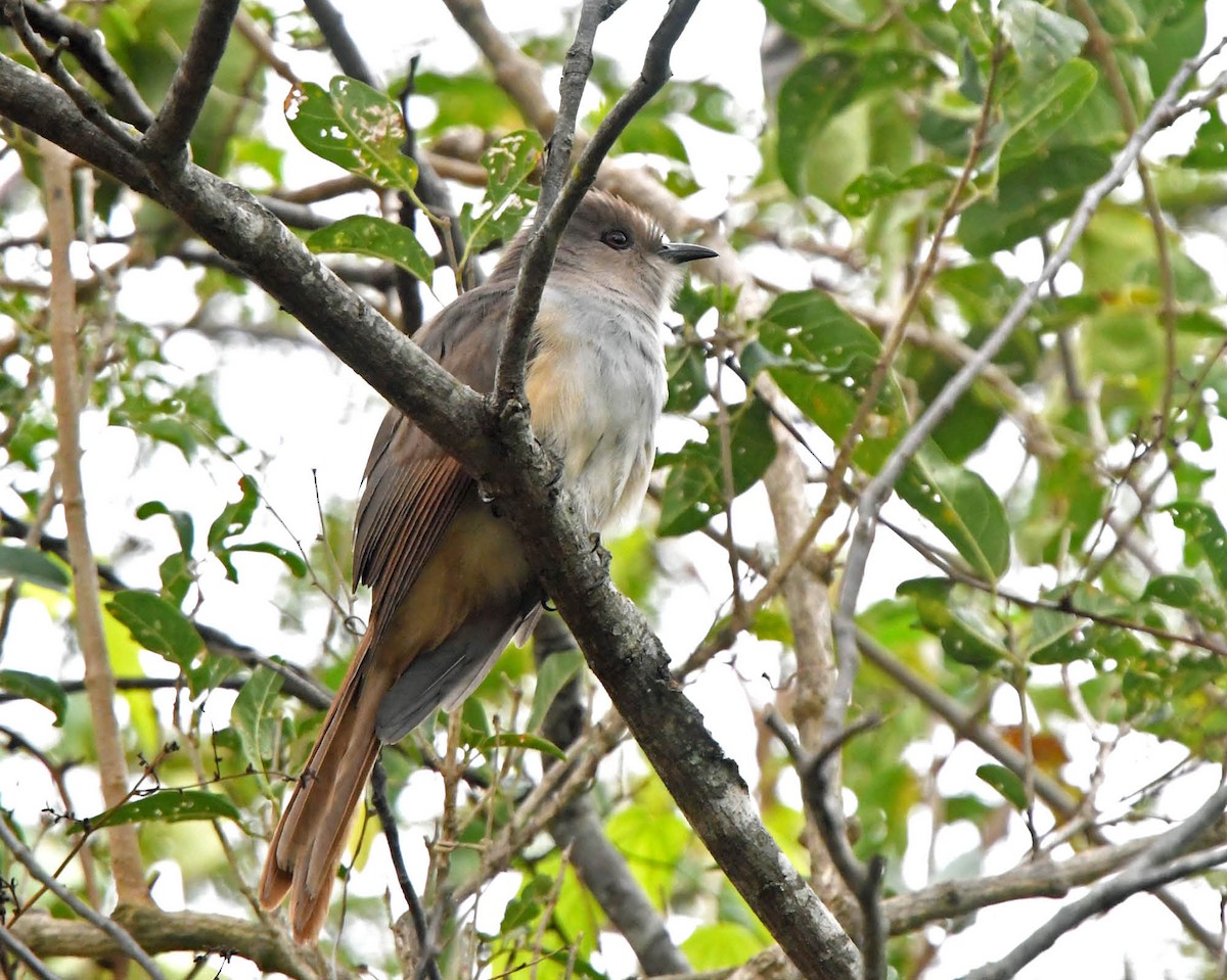 Ash-colored Cuckoo - ML159173091