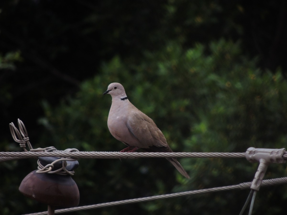 Eurasian Collared-Dove - Hebert Cruz
