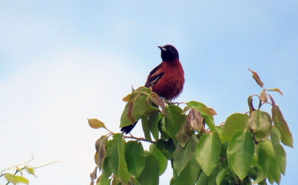 Orchard Oriole - ML159175011