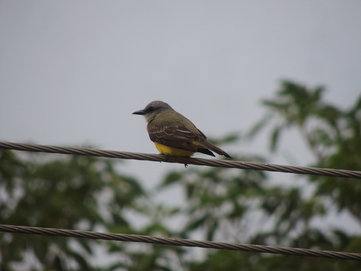 Tropical Kingbird - Hebert Cruz