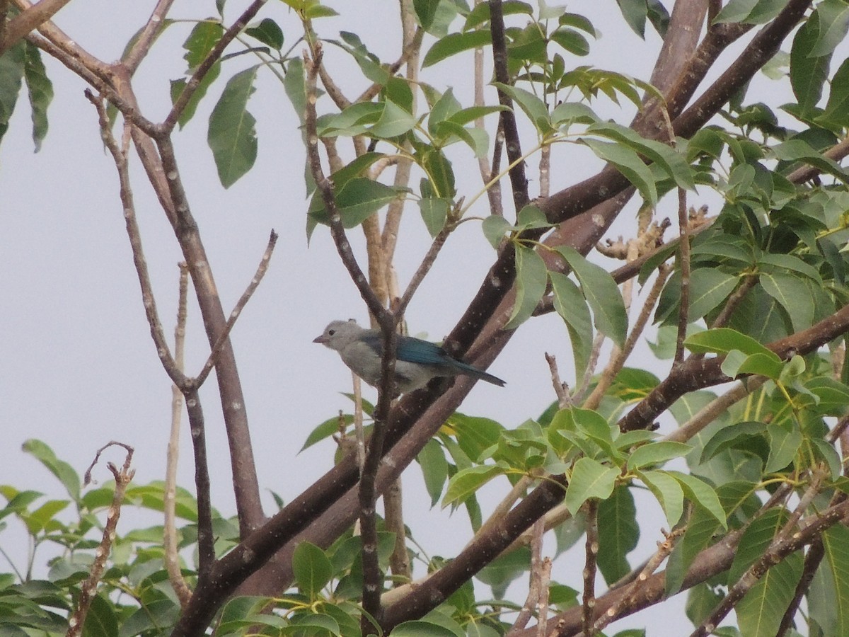 Blue-gray Tanager - Hebert Cruz