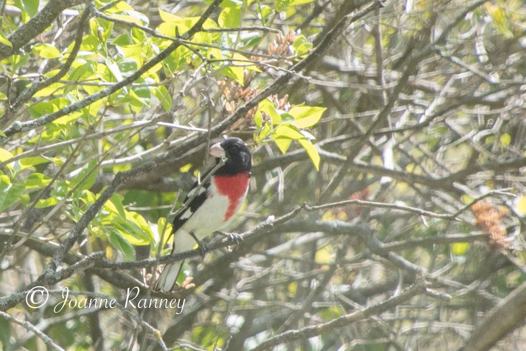 Cardinal à poitrine rose - ML159177761