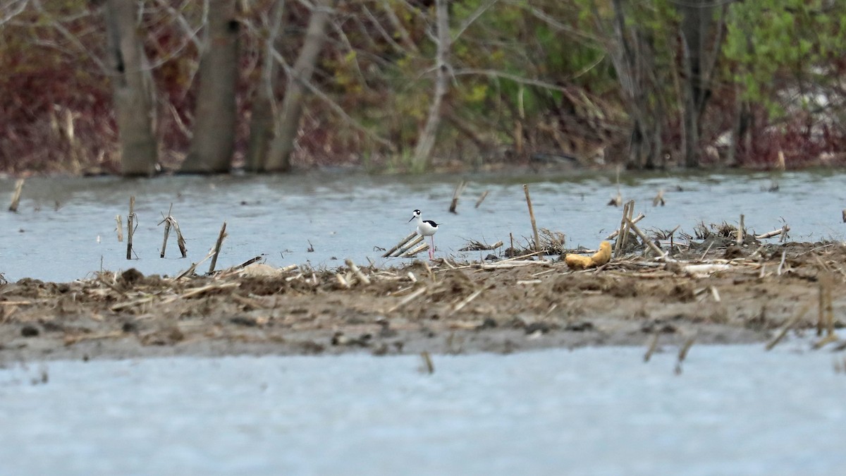 Black-necked Stilt - Daniel Jauvin