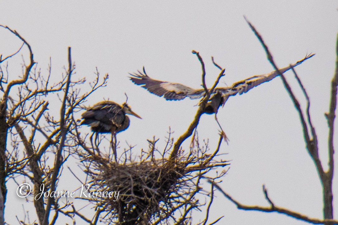 Great Blue Heron - Joanne Ranney