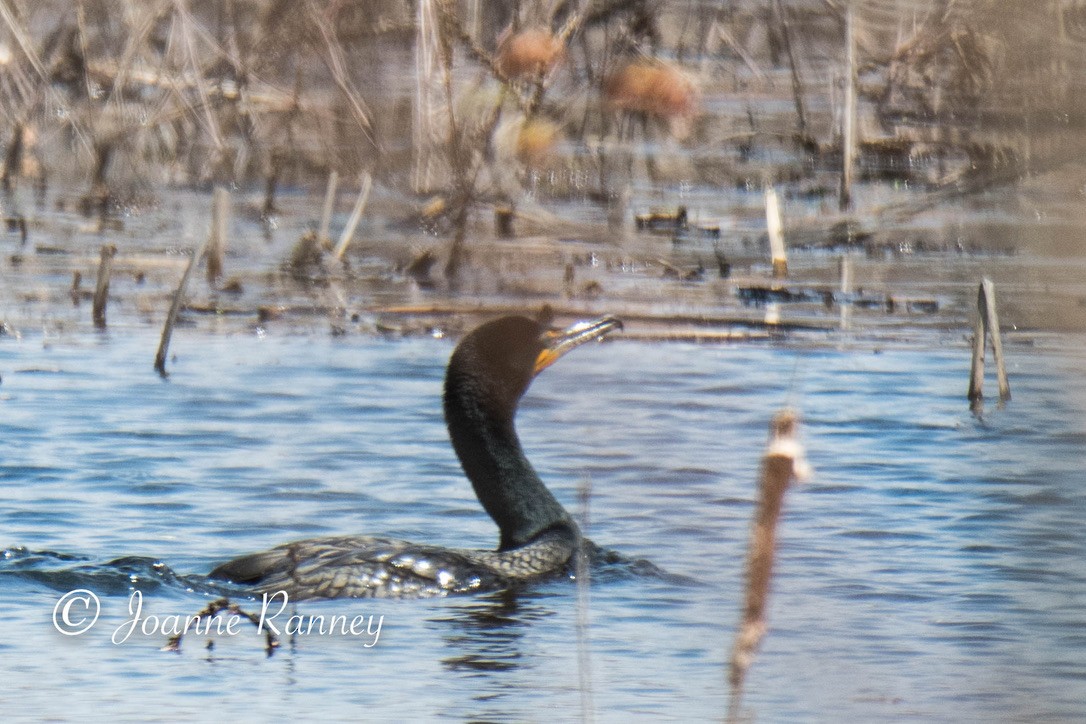 Double-crested Cormorant - Joanne Ranney