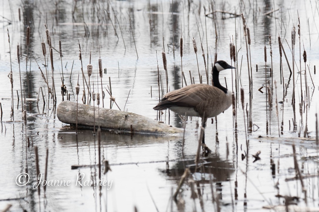 Canada Goose - Joanne Ranney