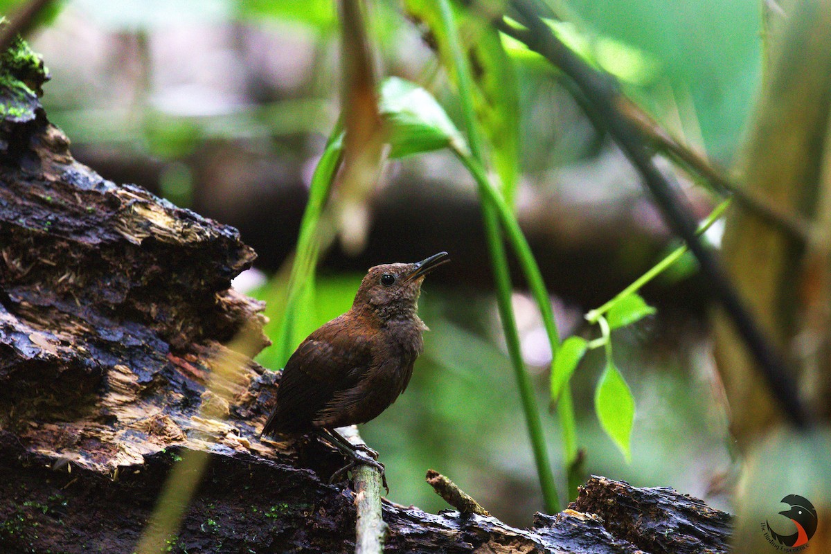 Nightingale Wren - David Rodríguez Arias