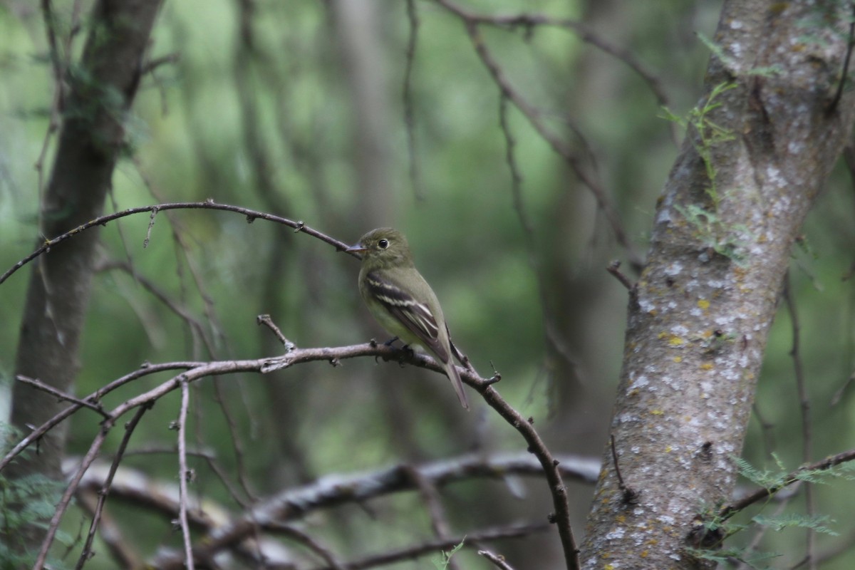Yellow-bellied Flycatcher - ML159180351