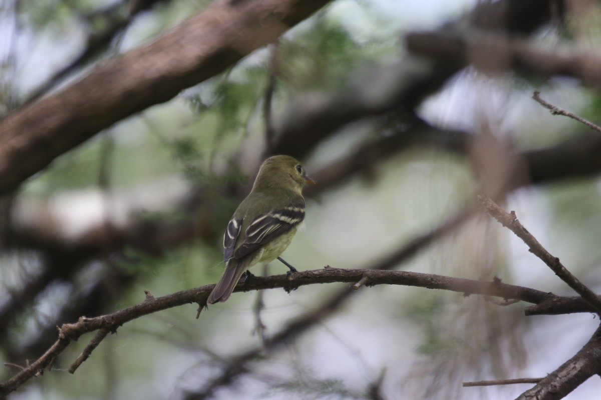 Yellow-bellied Flycatcher - ML159180441