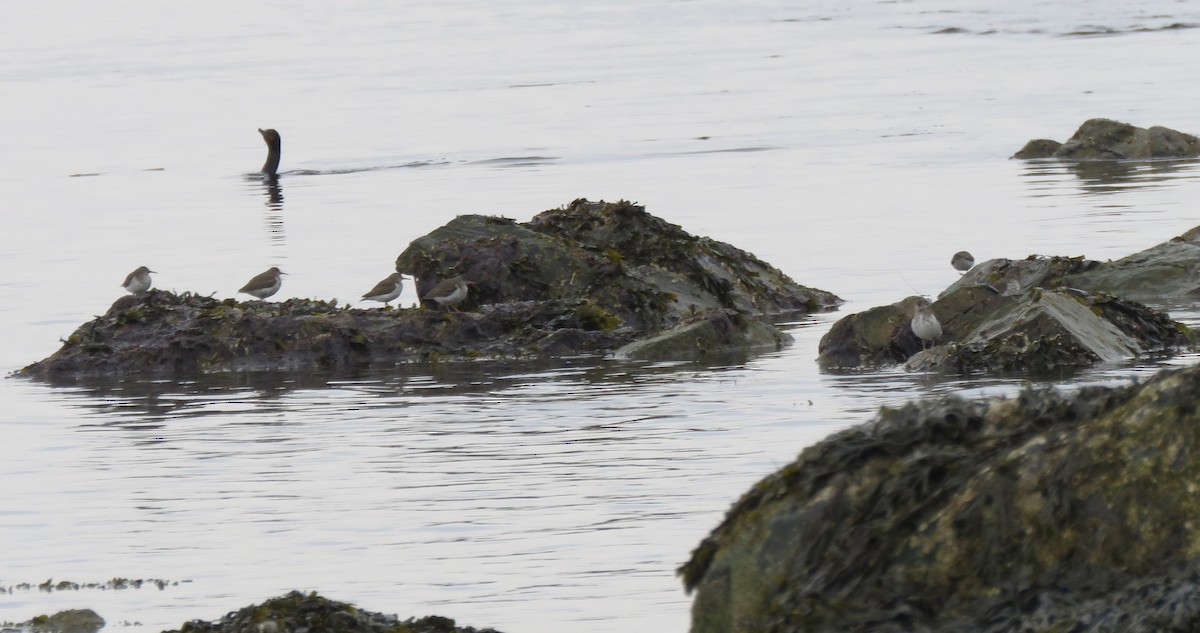 Spotted Sandpiper - ML159181361