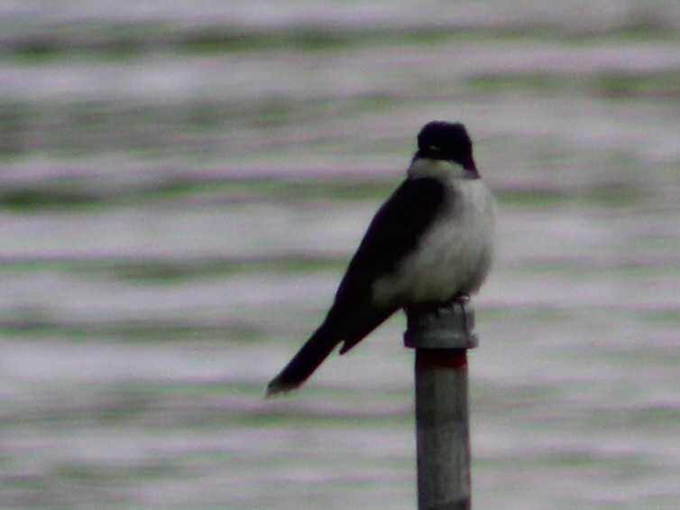 Eastern Kingbird - ML159181401