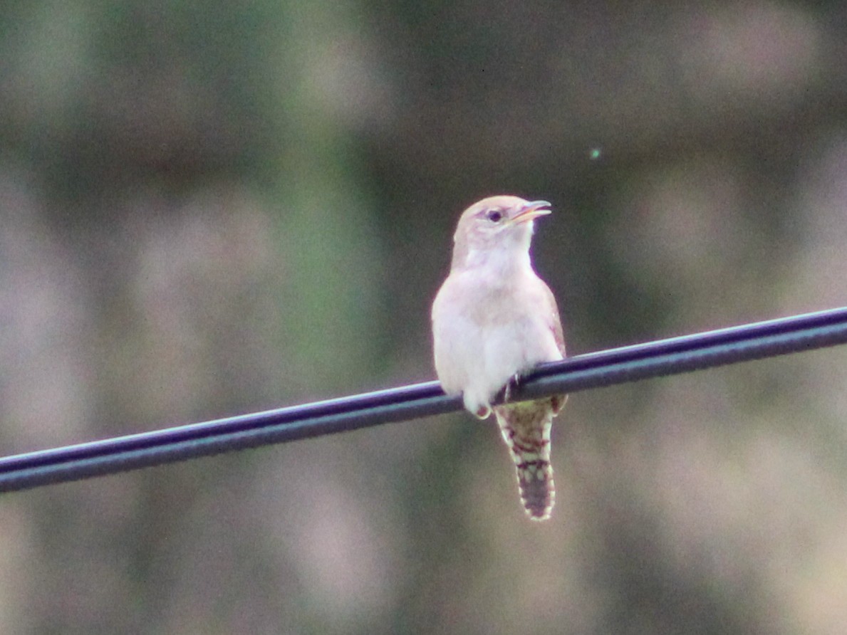 House Wren - ML159181561