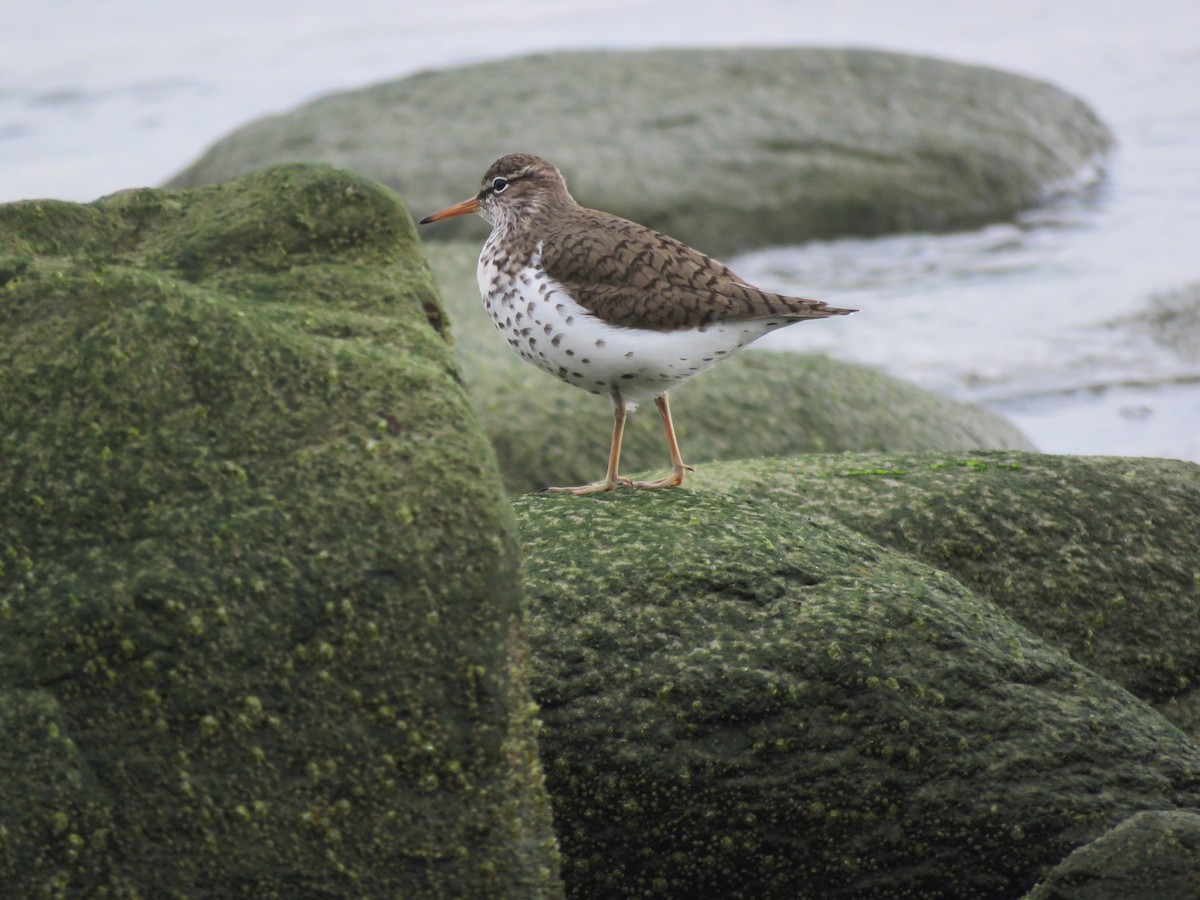 Spotted Sandpiper - ML159181761