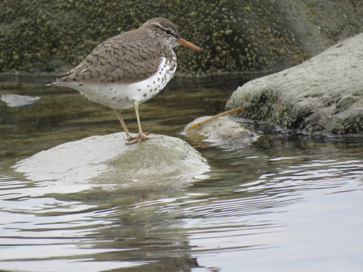 Spotted Sandpiper - ML159181911