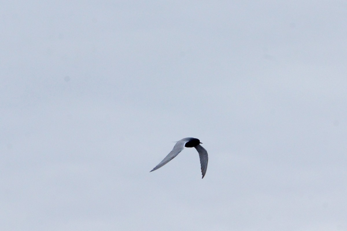 Black Tern - shawn chapman