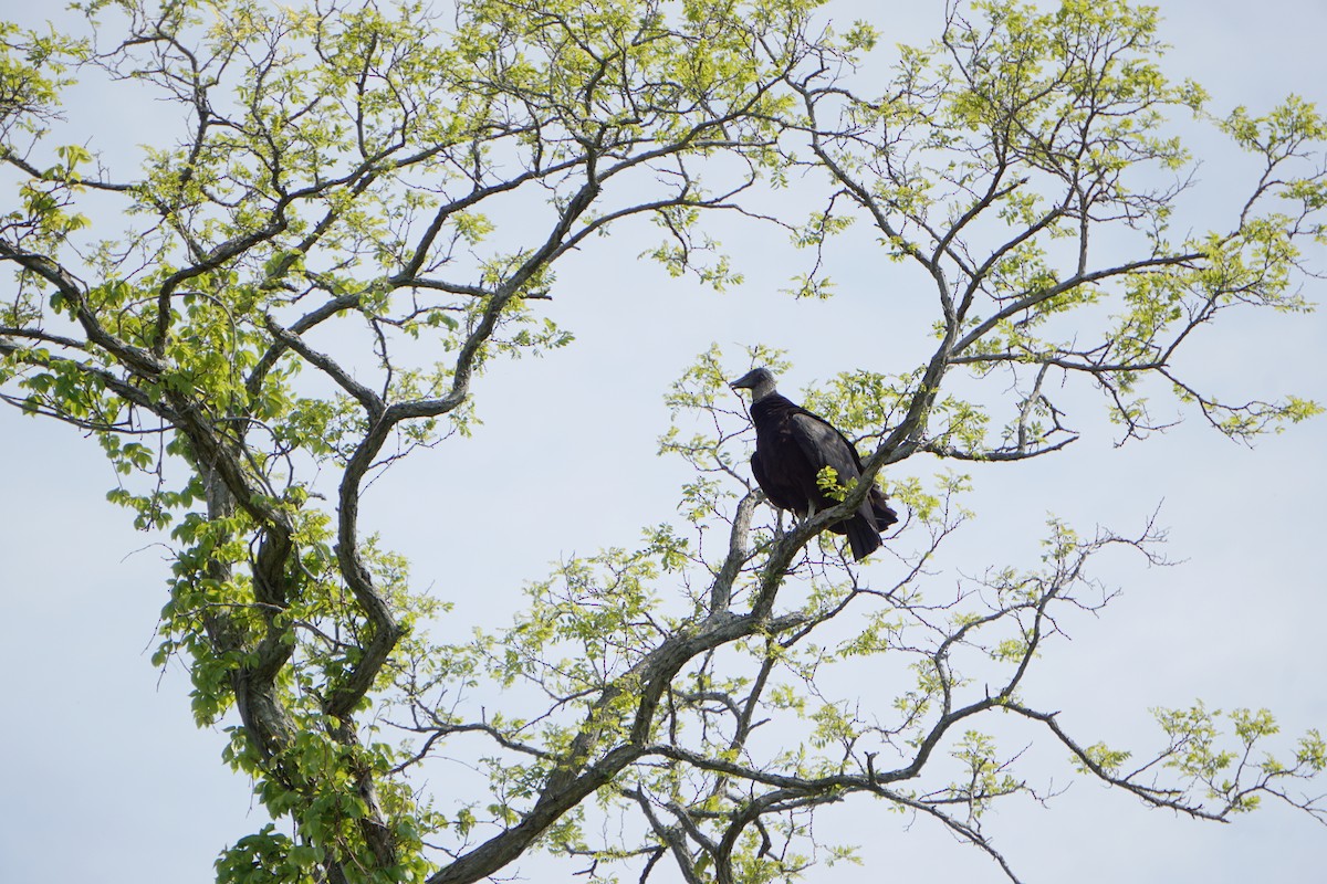 svartkondor - ML159184981