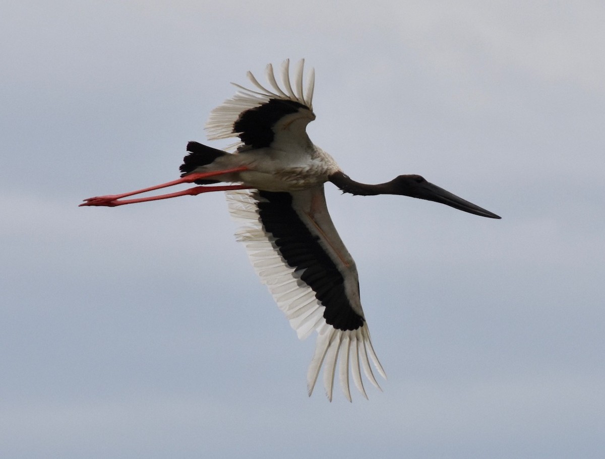 Black-necked Stork - Kim Hartquist