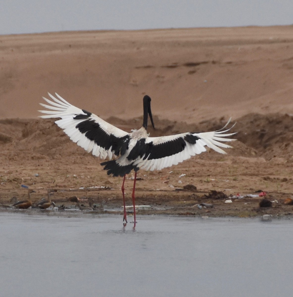 Black-necked Stork - ML159185401