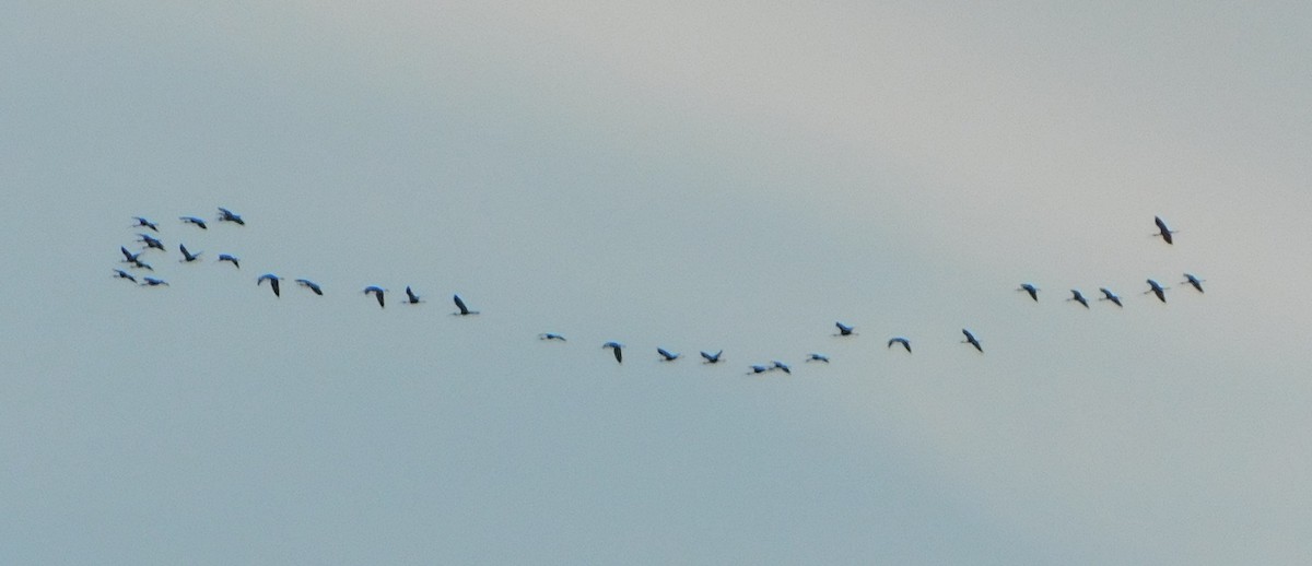 White-faced Ibis - ML159185961