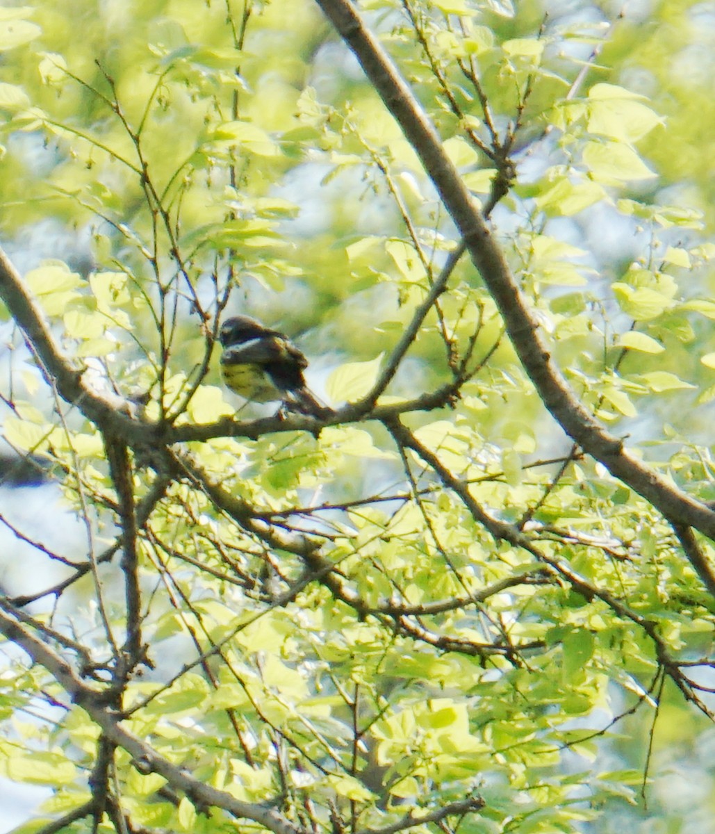 Magnolia Warbler - Melody Ragle