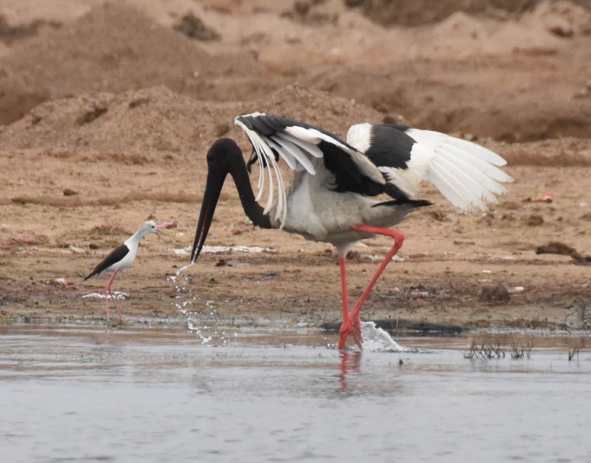 Black-necked Stork - Kim Hartquist