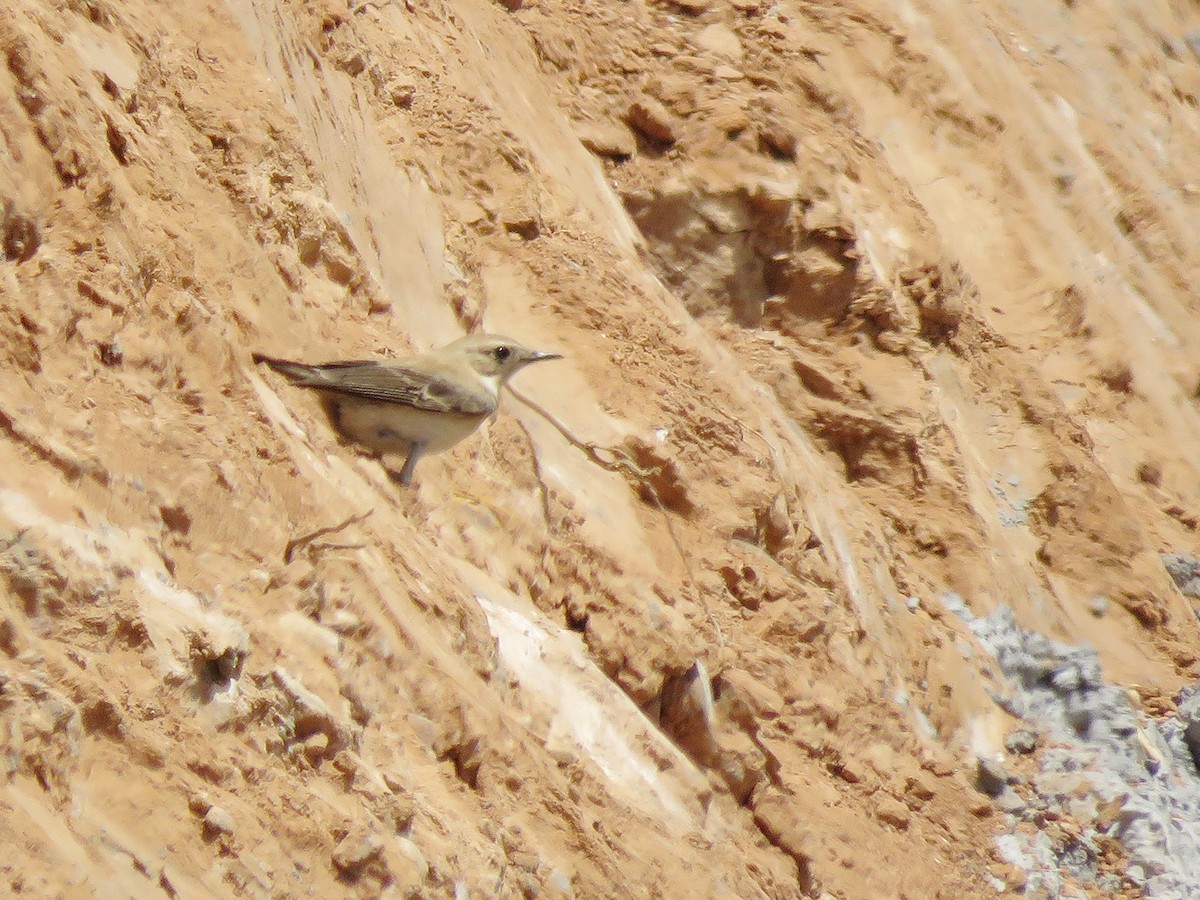 Western Black-eared Wheatear - ML159188301